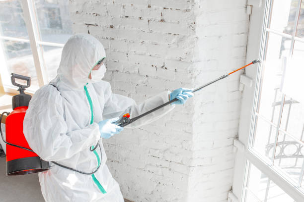 Reliable Berkeley, MO Mold Removal Solutions